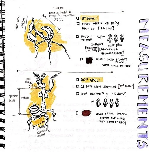 Our pet mantis and the infinite loop of curiosity