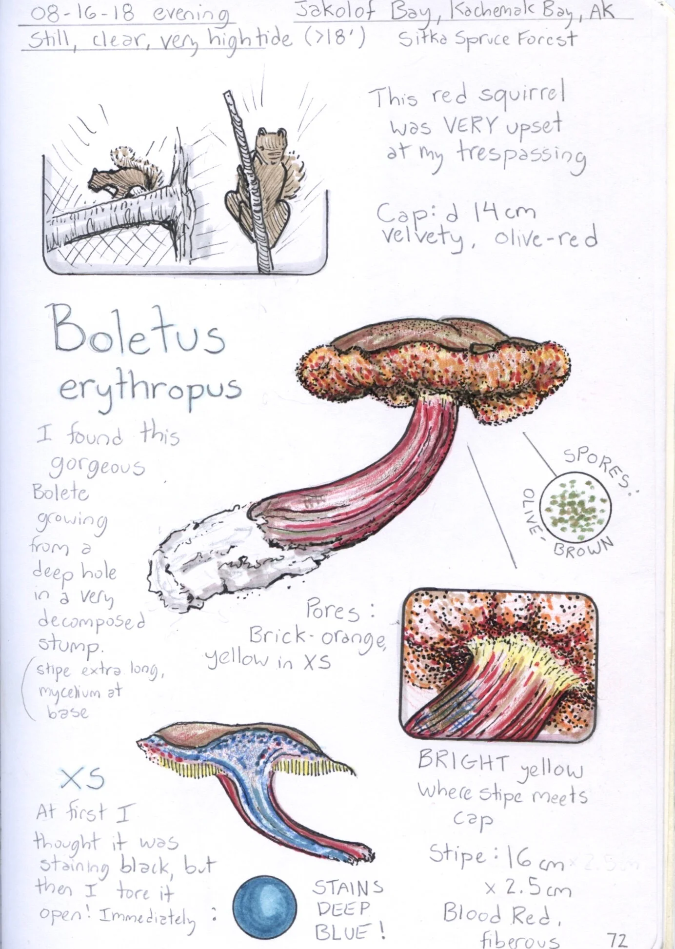 Nature journaling with the fungi