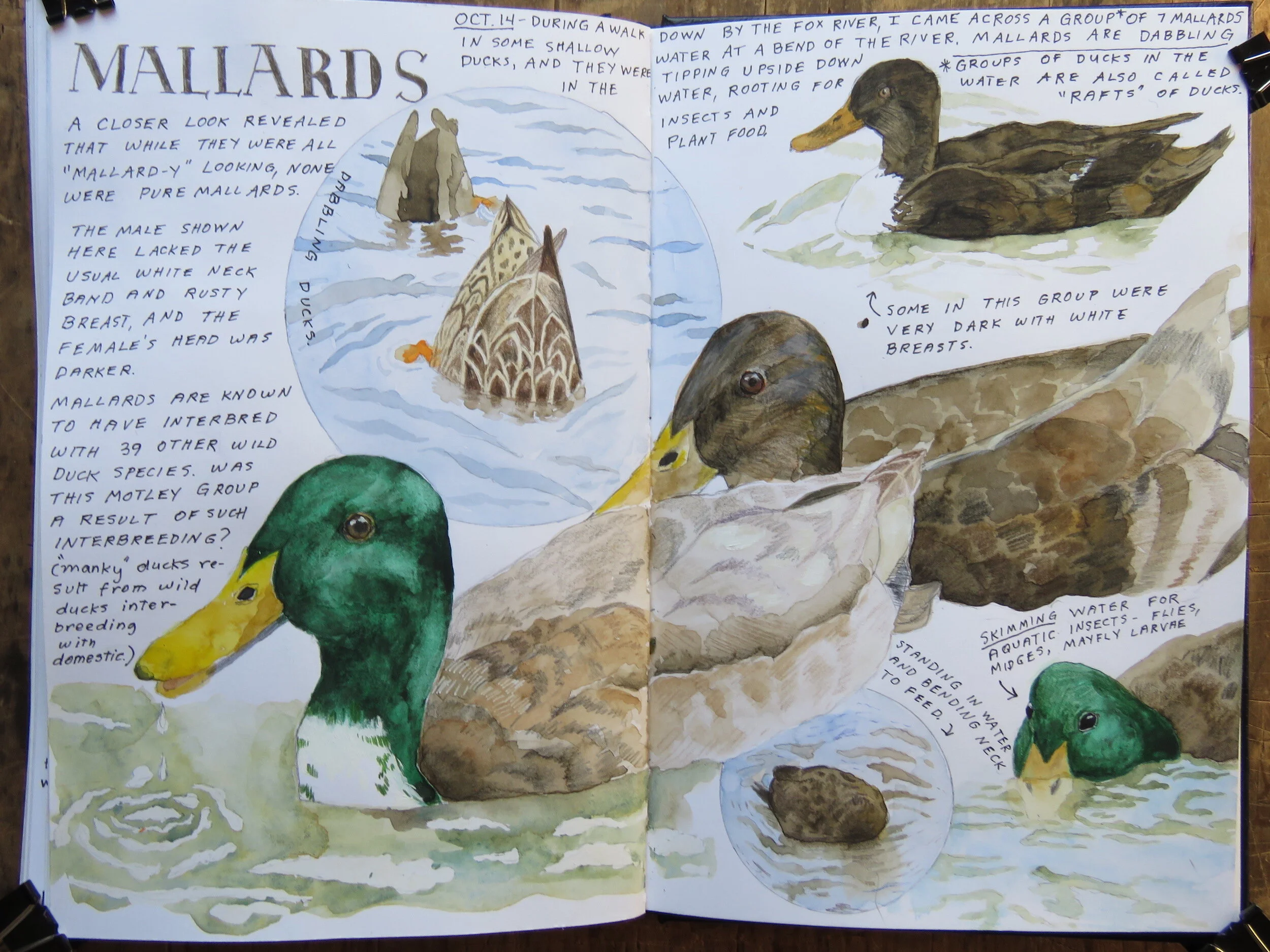 Becoming a Nature Journaler