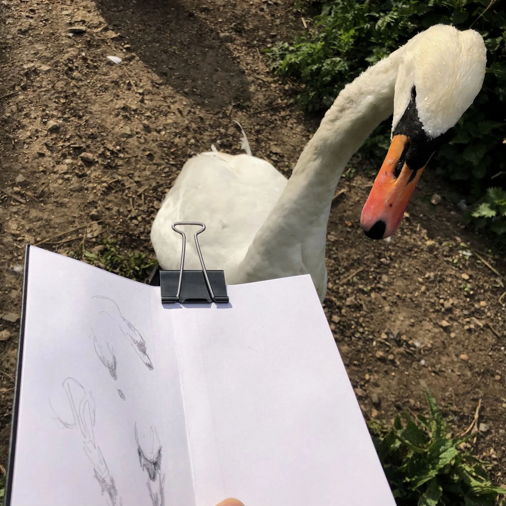 Fascinated by Swans