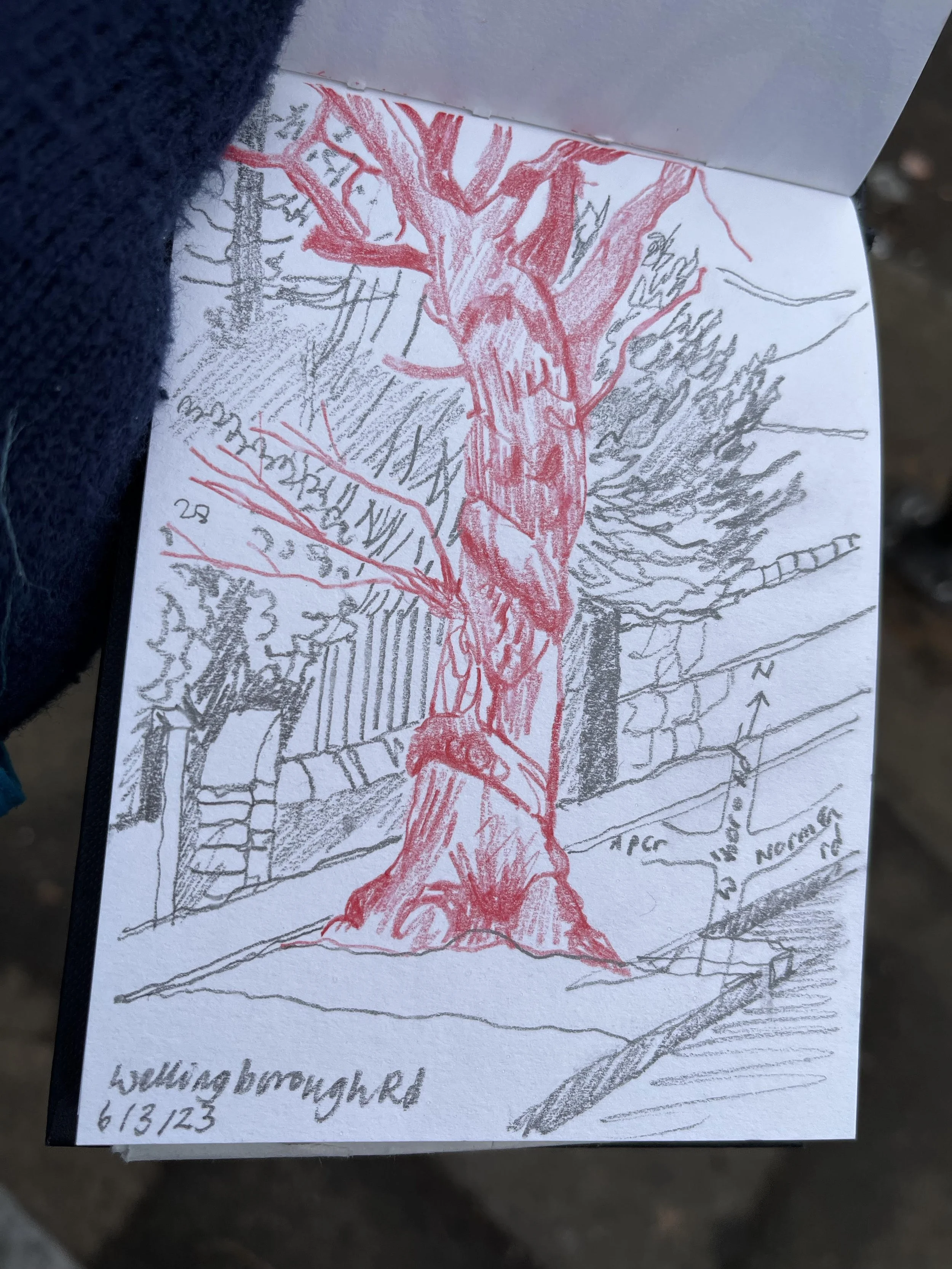 Tree Scatching Sketching trees β Nature Journaling Week