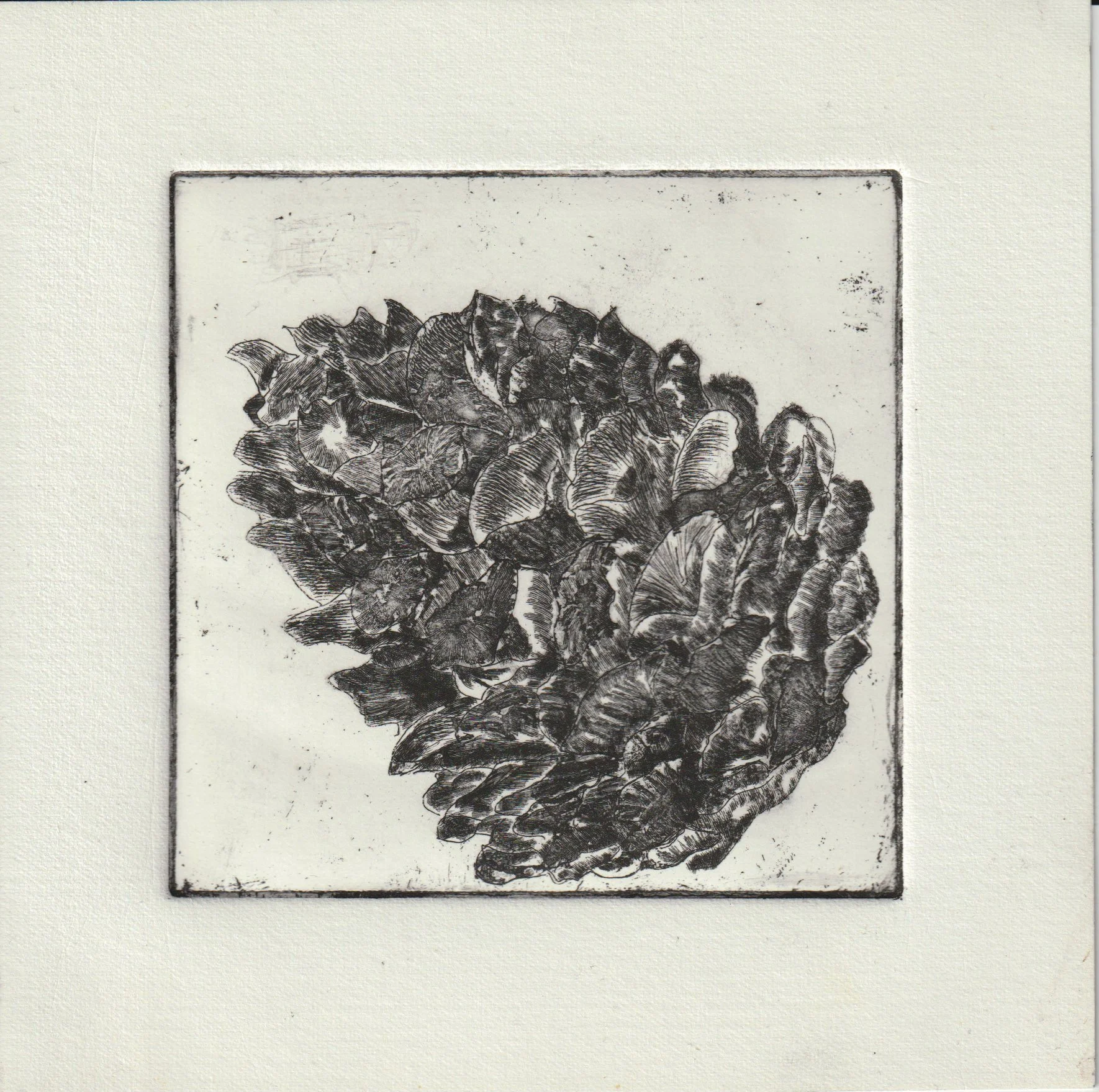 Pine Cone