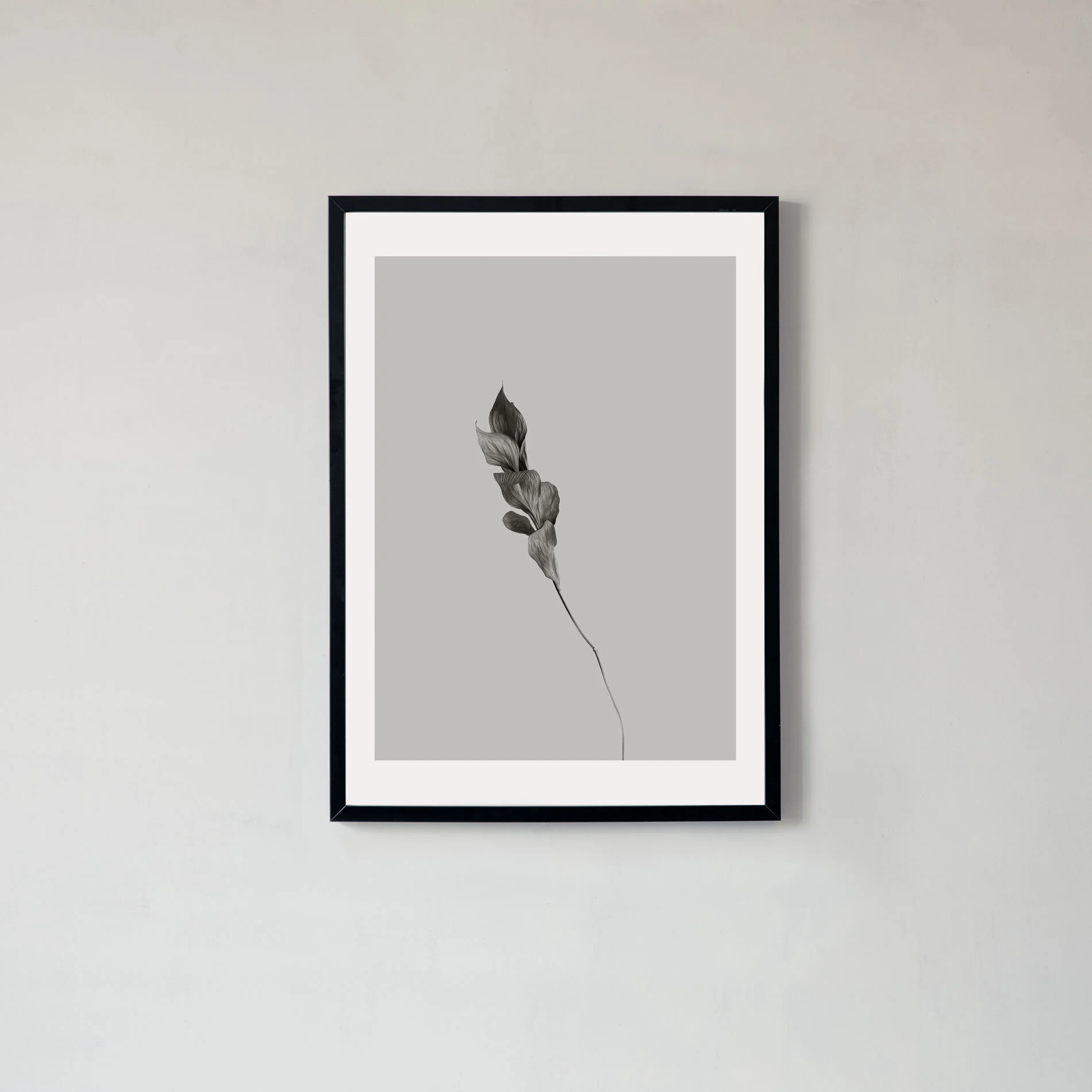 Gabriela Silveira | Ruscus