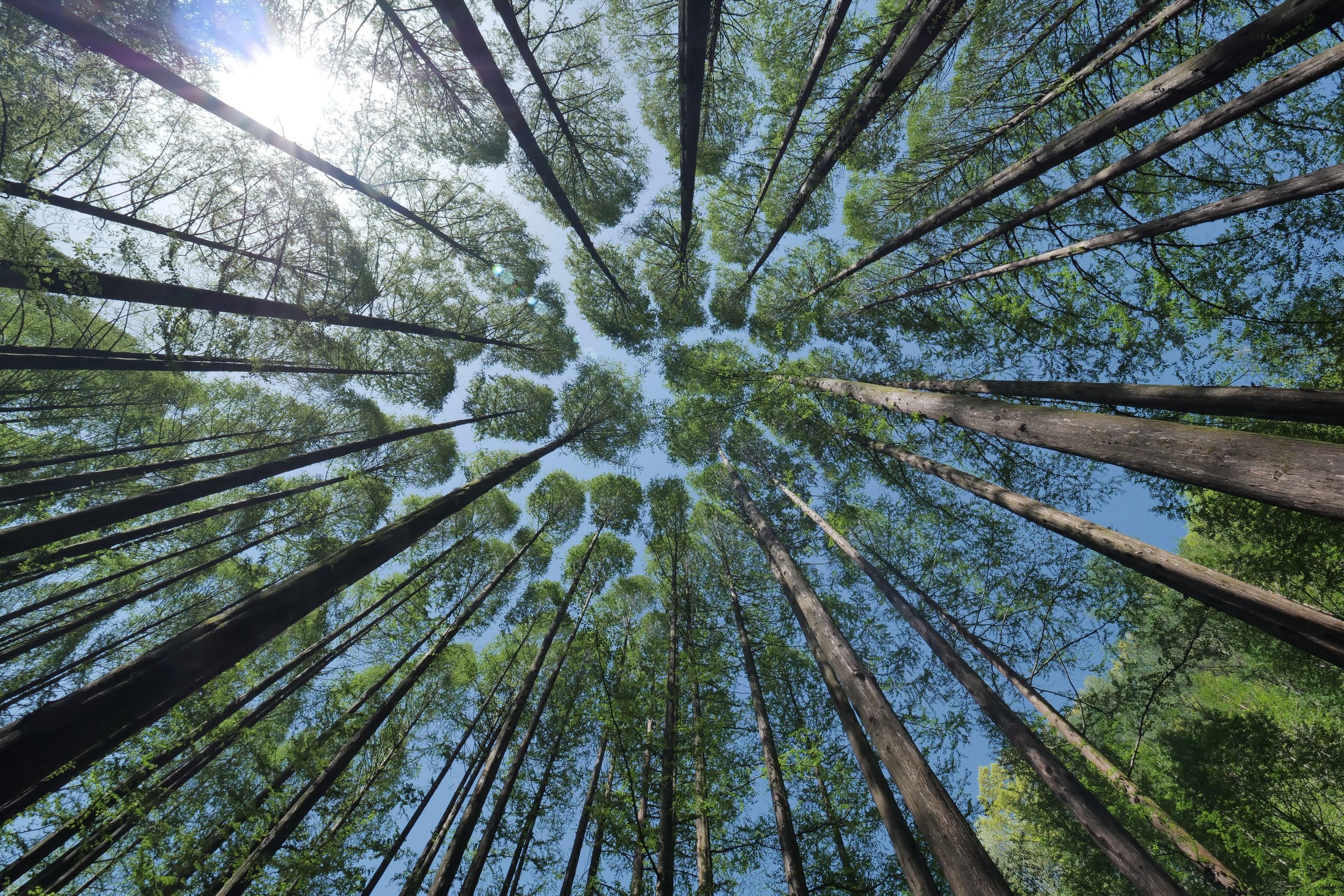 LUNGS OF THE EARTH
