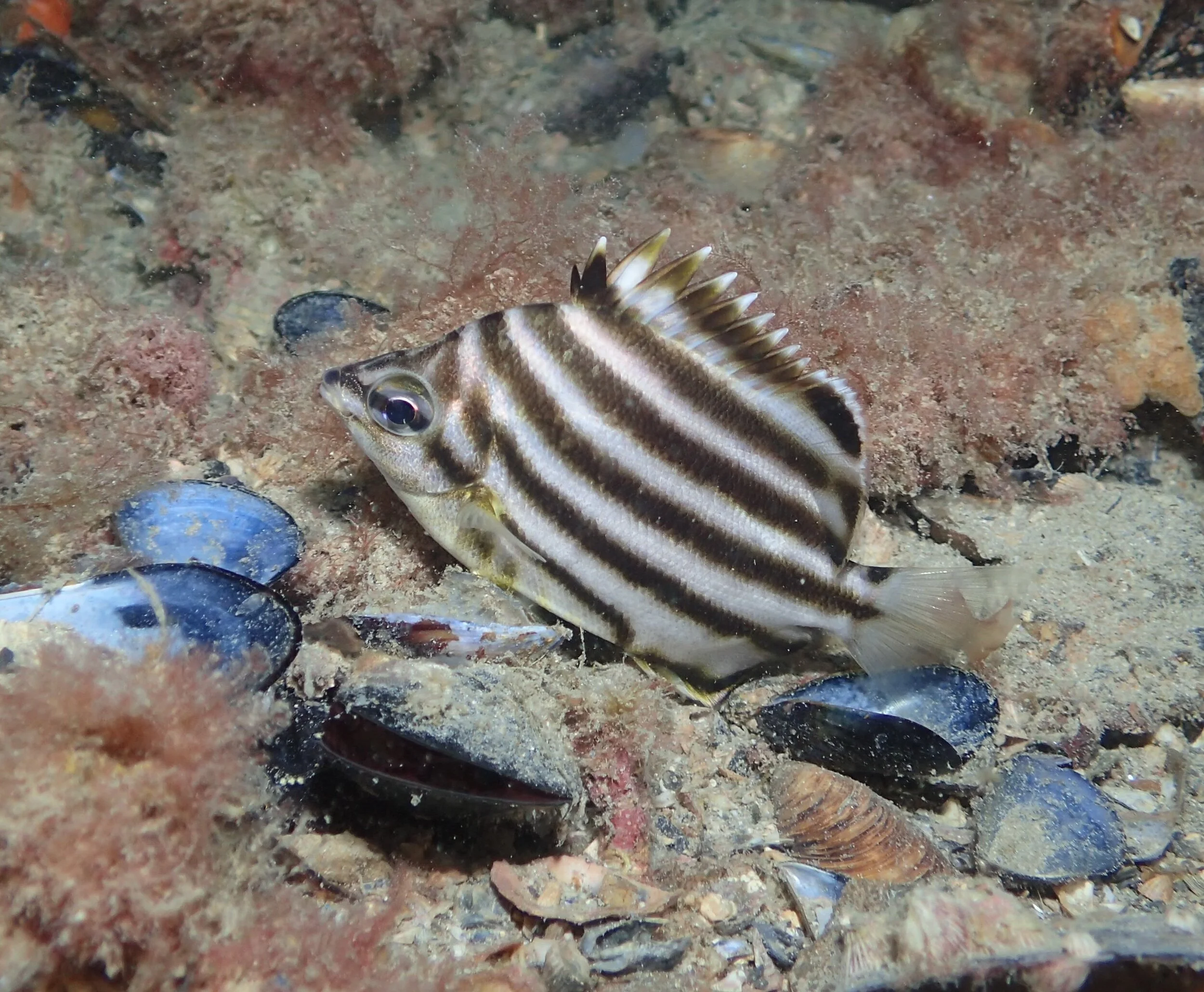 Microcanthidae (Stripeys) — My Critter Compendium
