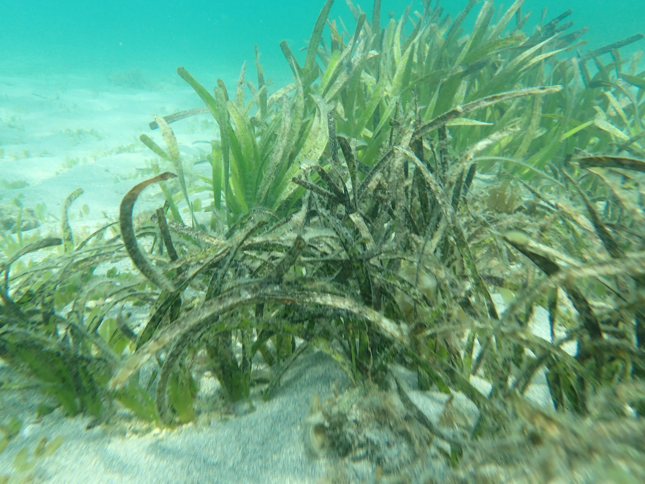 Posidonia australis — My Critter Compendium