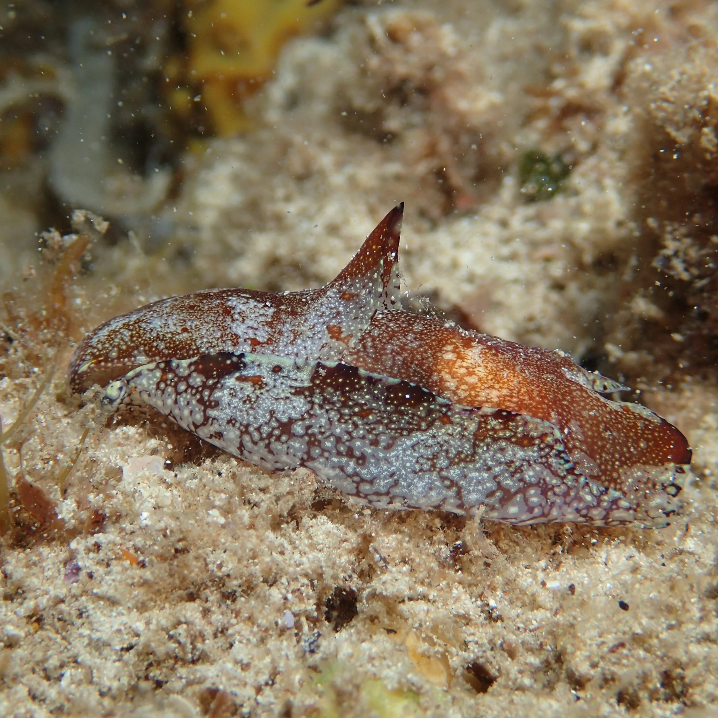 P1070311 (2).JPG