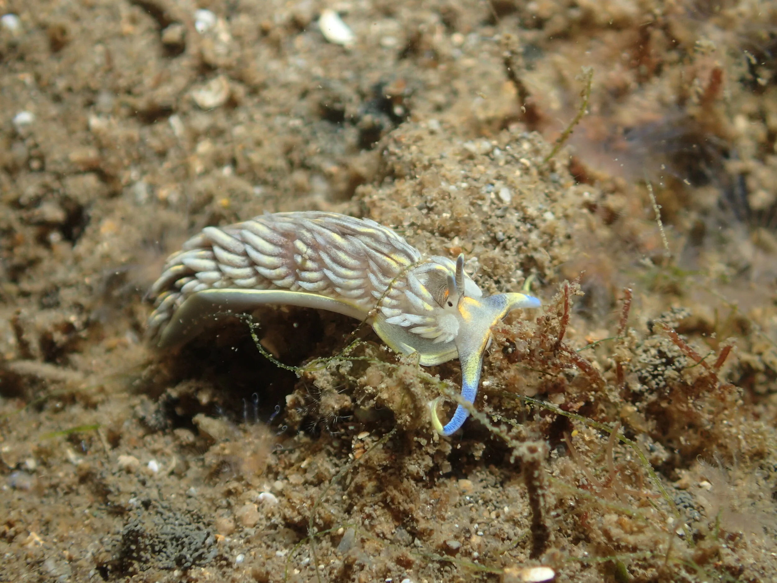 Cerberilla sp._.JPG