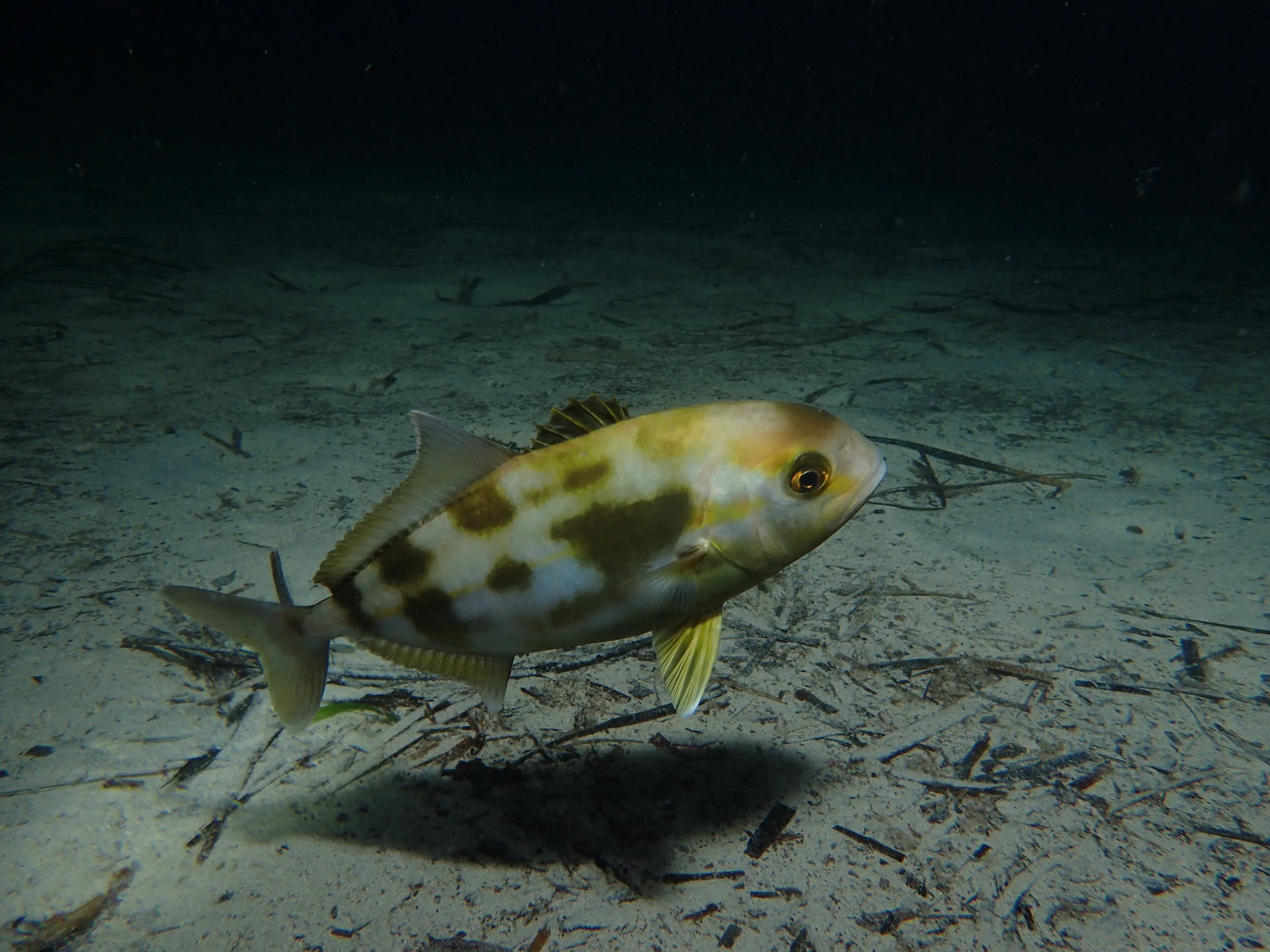 Juvenile