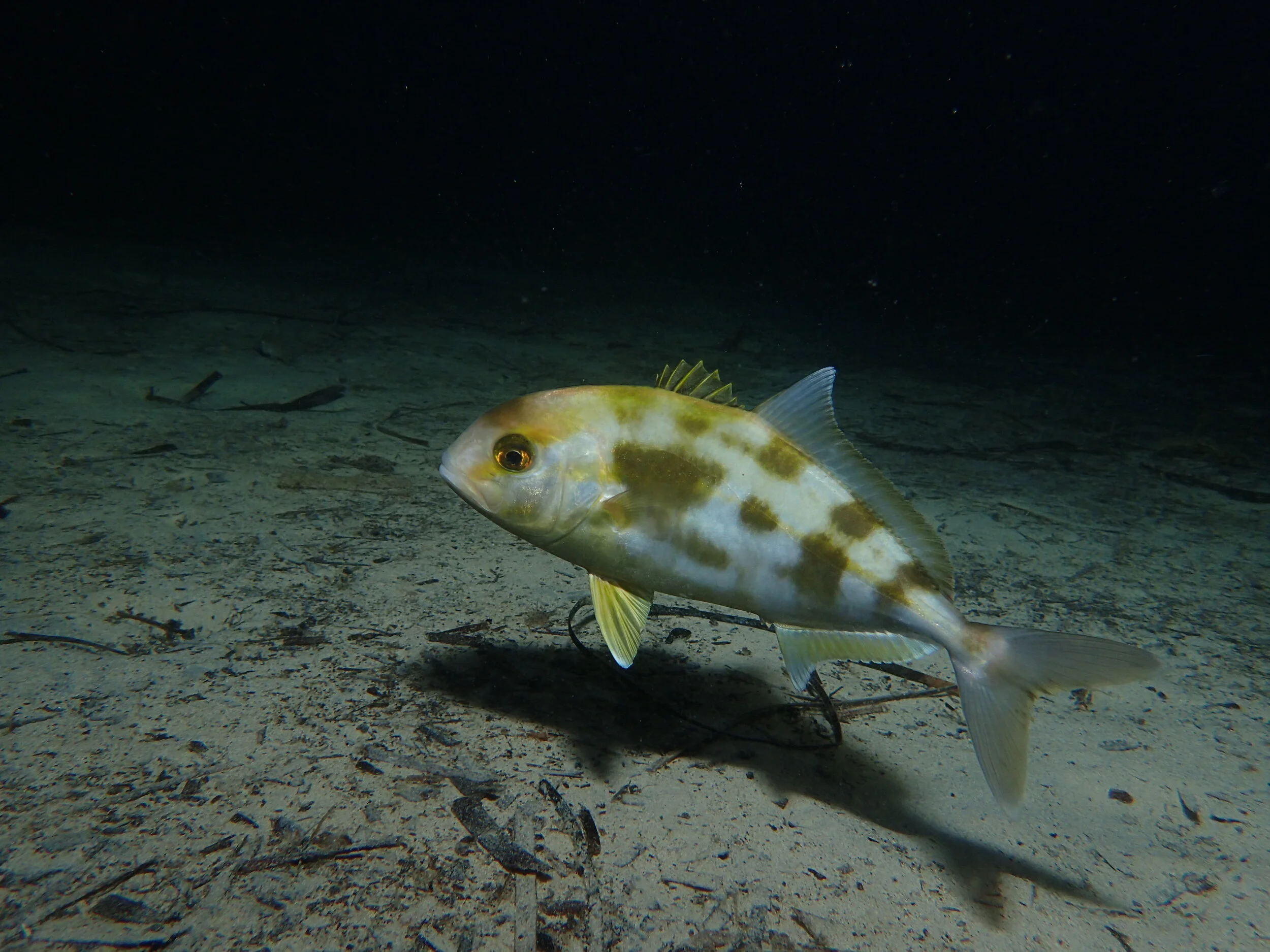 Juvenile