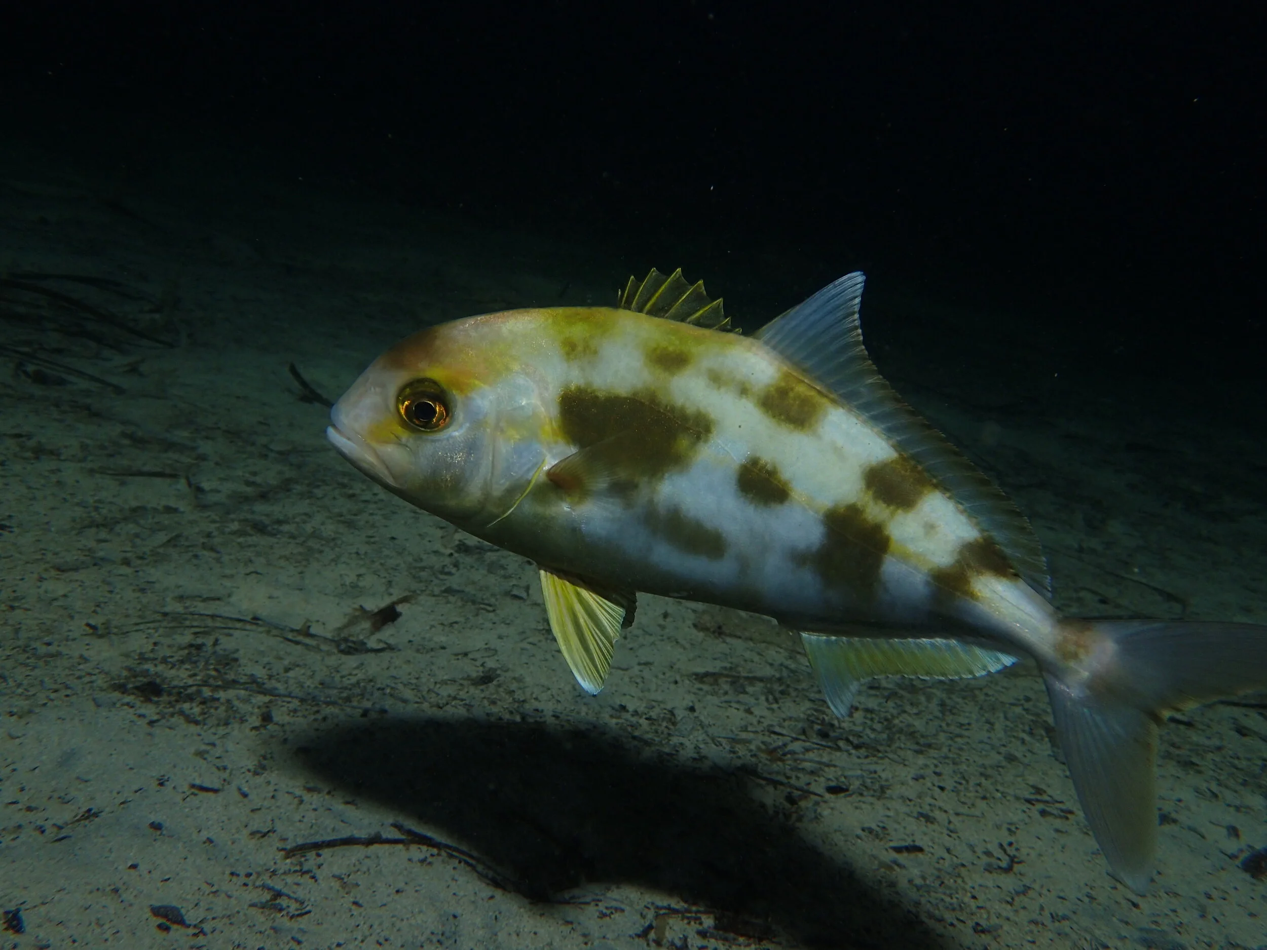 Juvenile