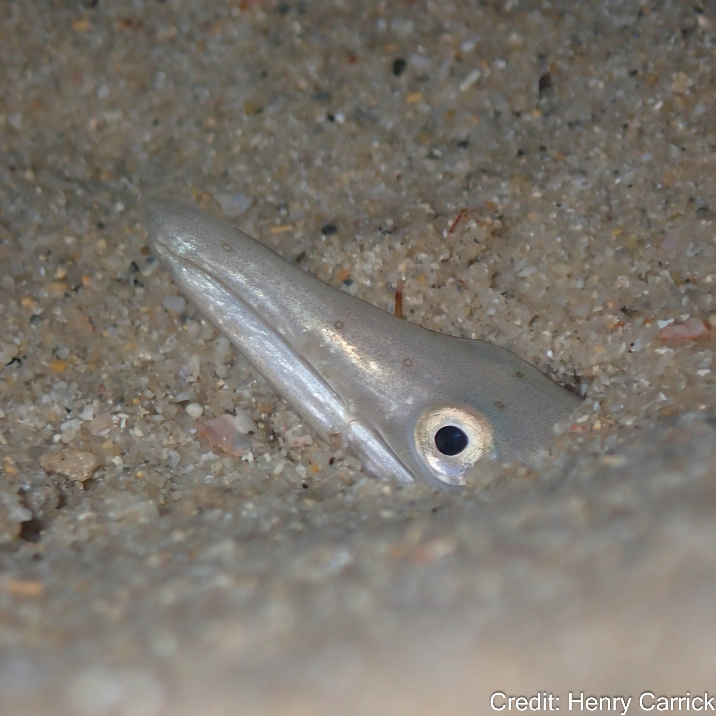 North Mole.jpg