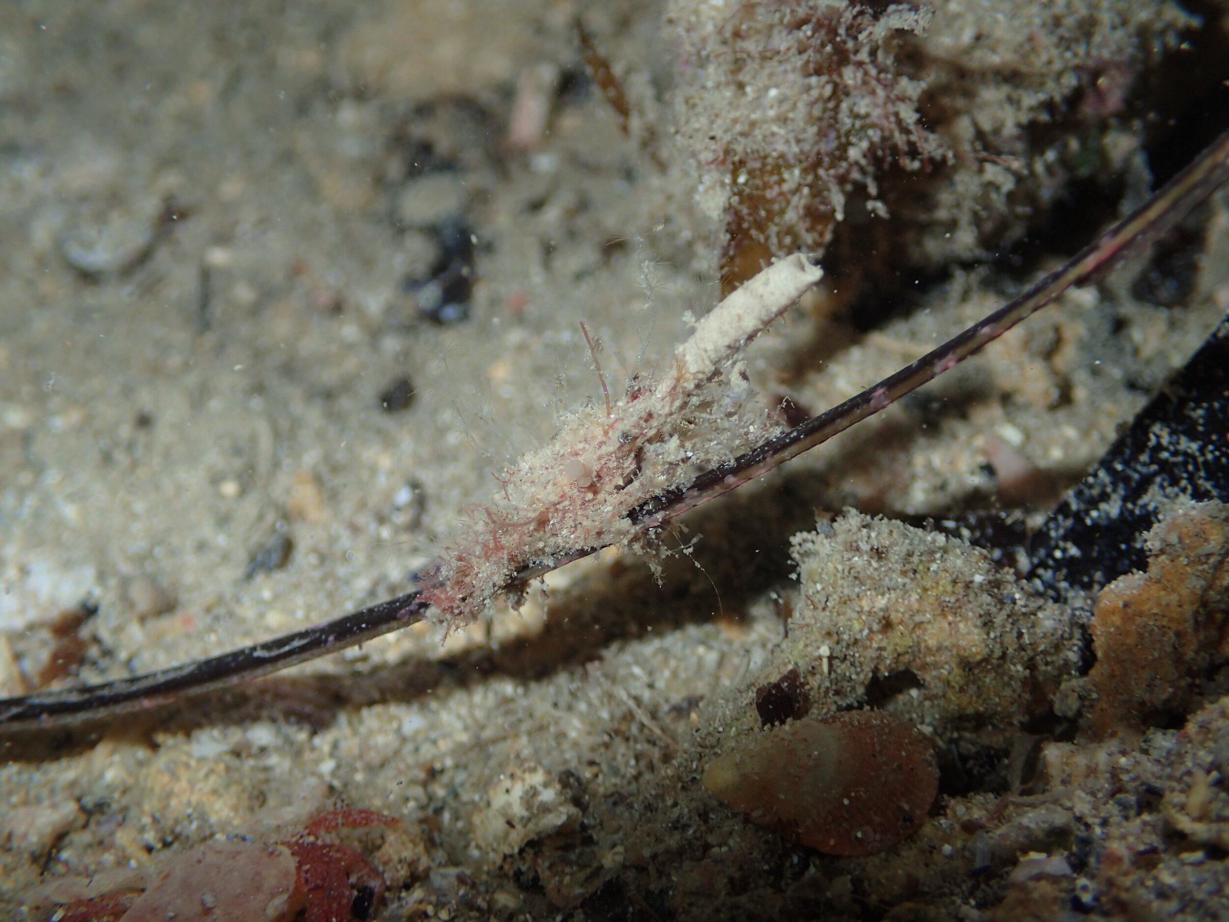 P5112528.JPG