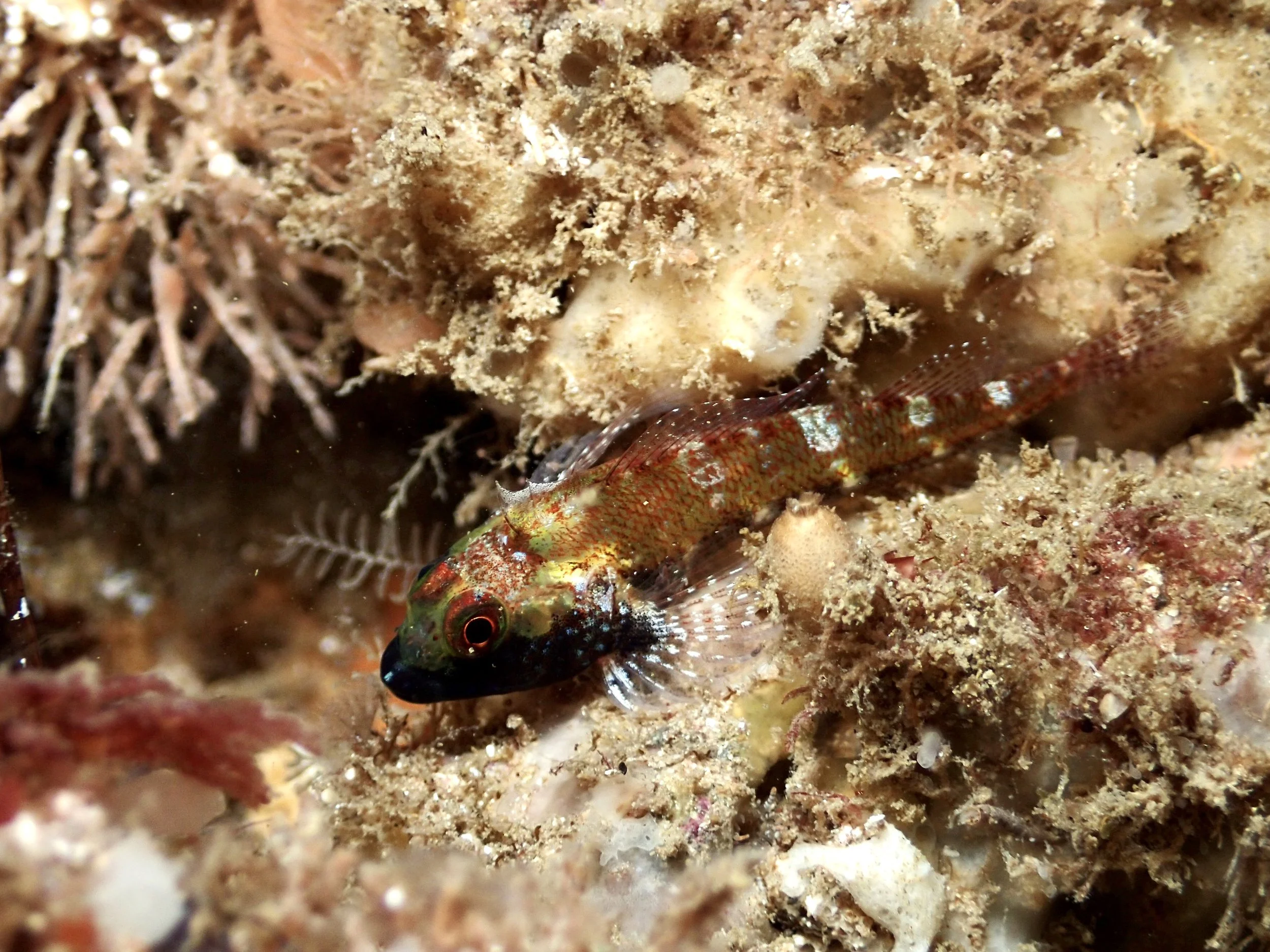 Male