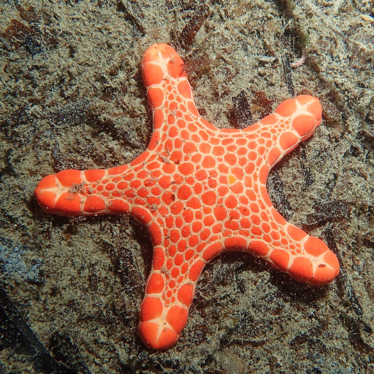 ASTEROIDS (SEA STARS)