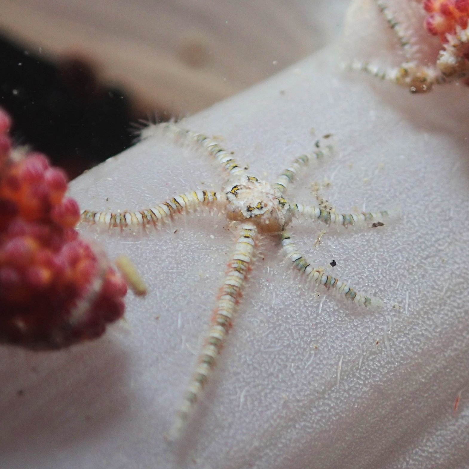 OPHIUROIDS (BRITTLE STARS)