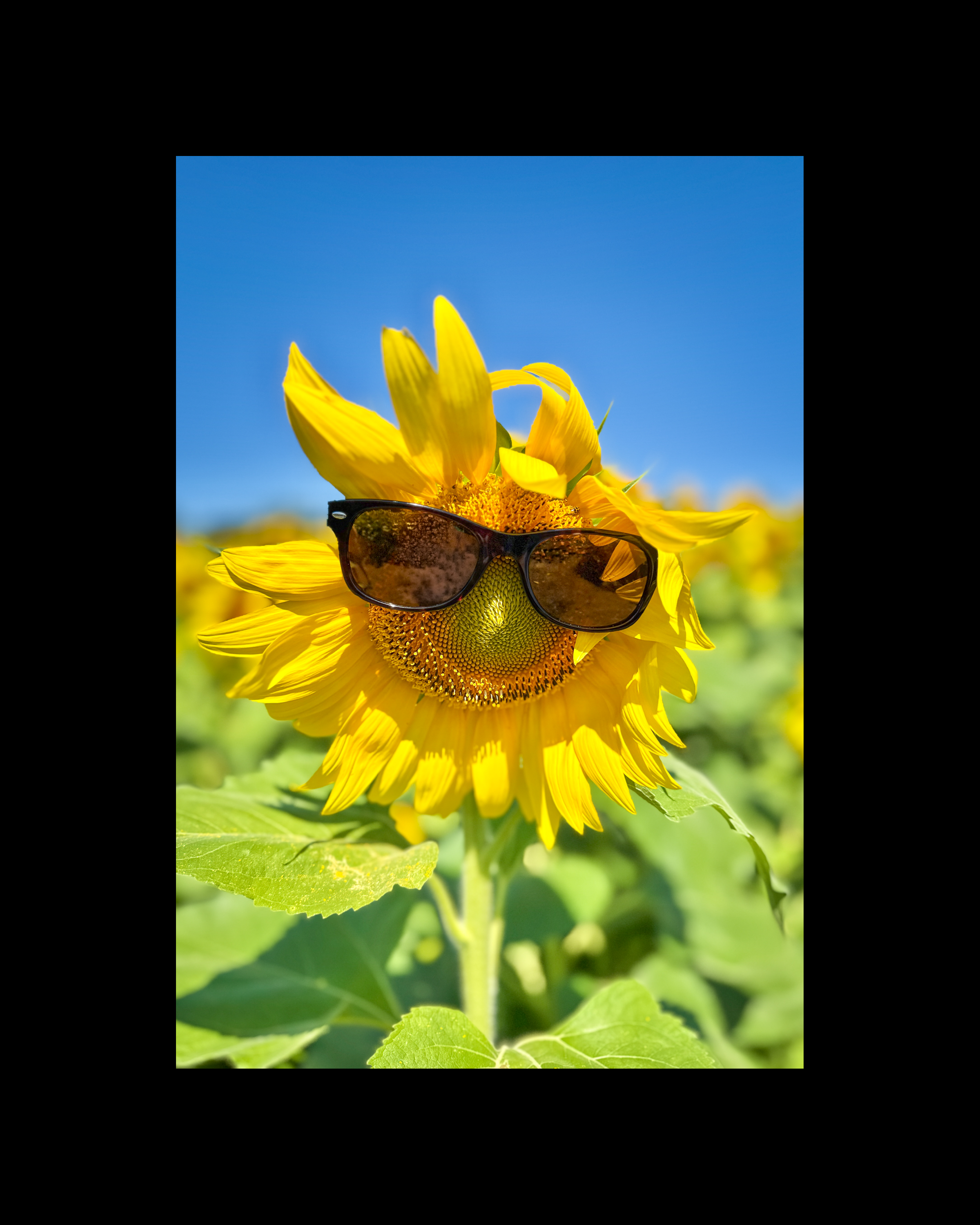 1-Sunflower.png