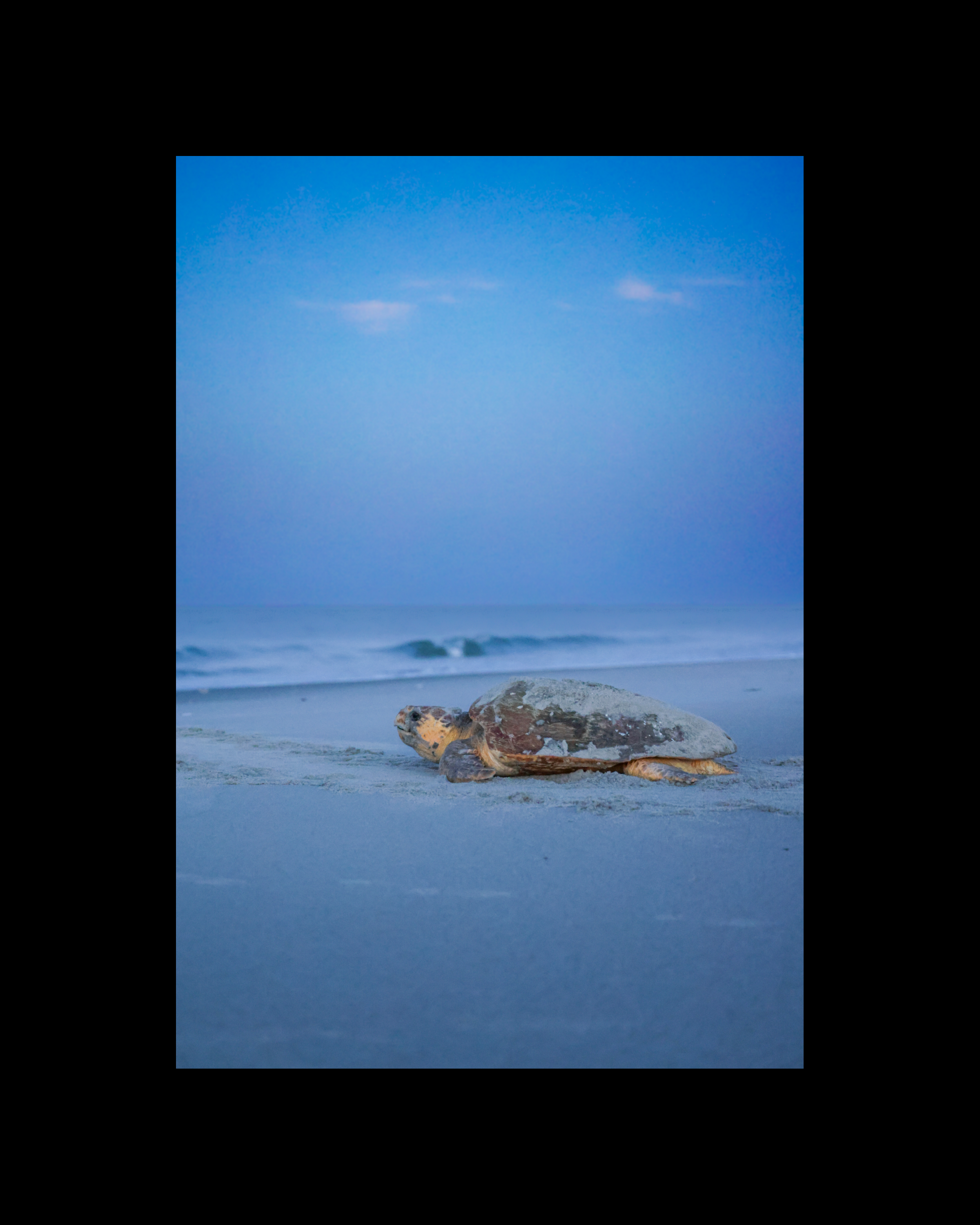 8 x 10 in copy 12 (1).png