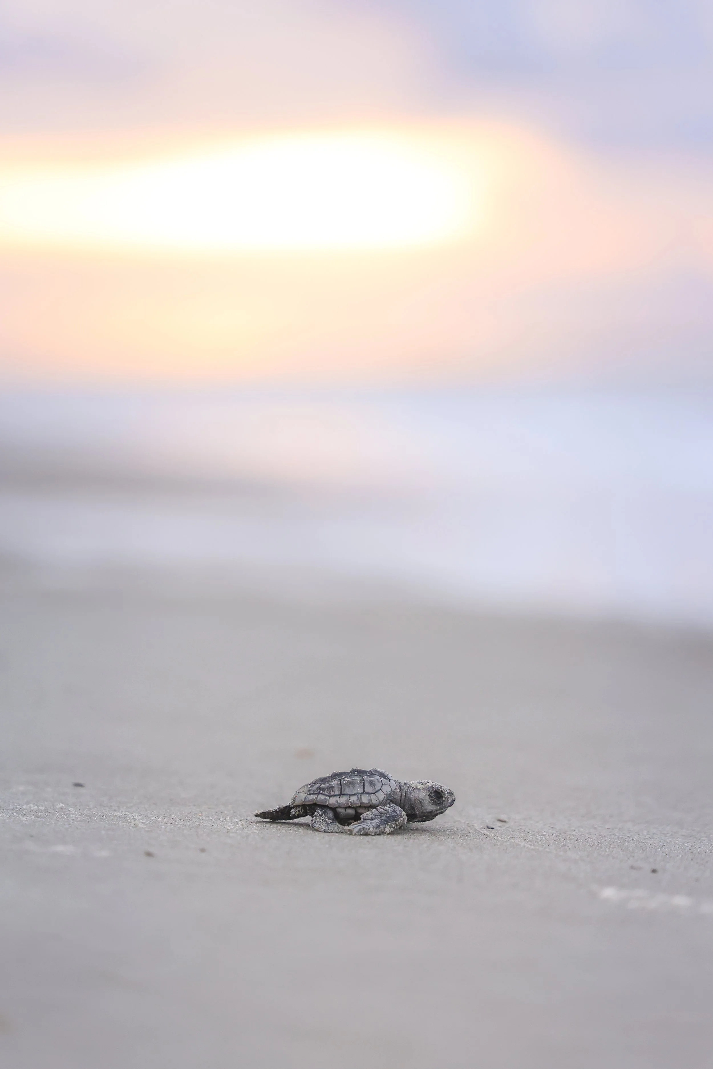 Send to Print-FINALBEST-1.jpg