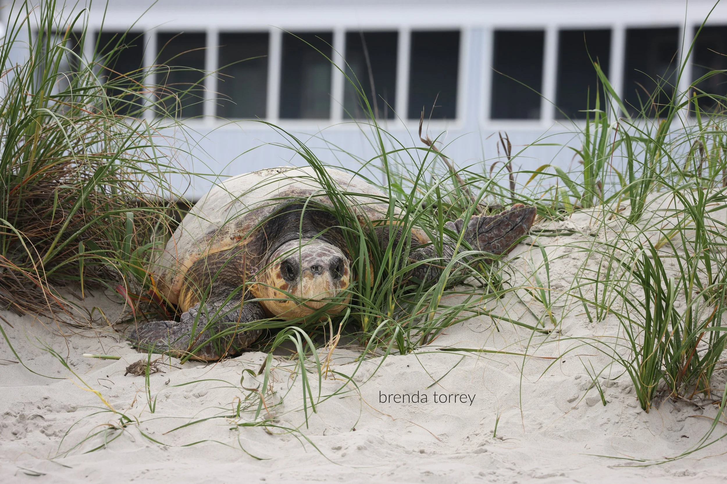 Loggerhead Turtle-1 SIG for FB.jpg