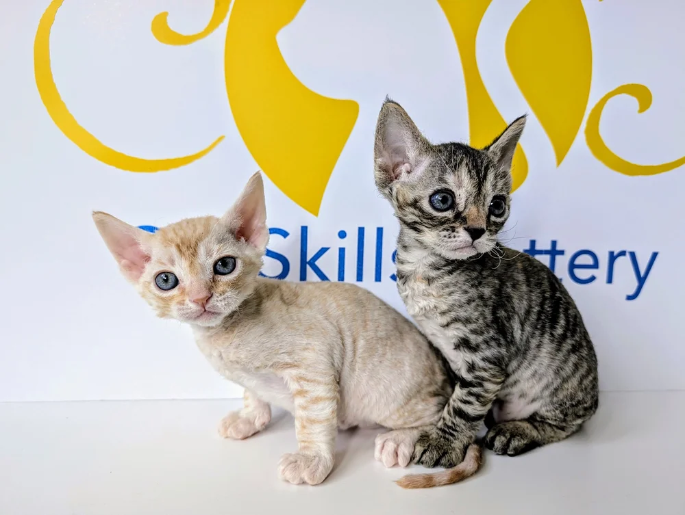 Two adorable kittens sit against a white background with yellow and blue text. One kitten is cream-colored, the other is tabby-patterned. Both appear curious.