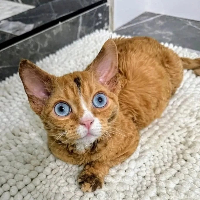 A fluffy ginger cat with bright blue eyes lies on a textured white rug, gazing up curiously. The setting is cozy, with a calm and inviting tone.