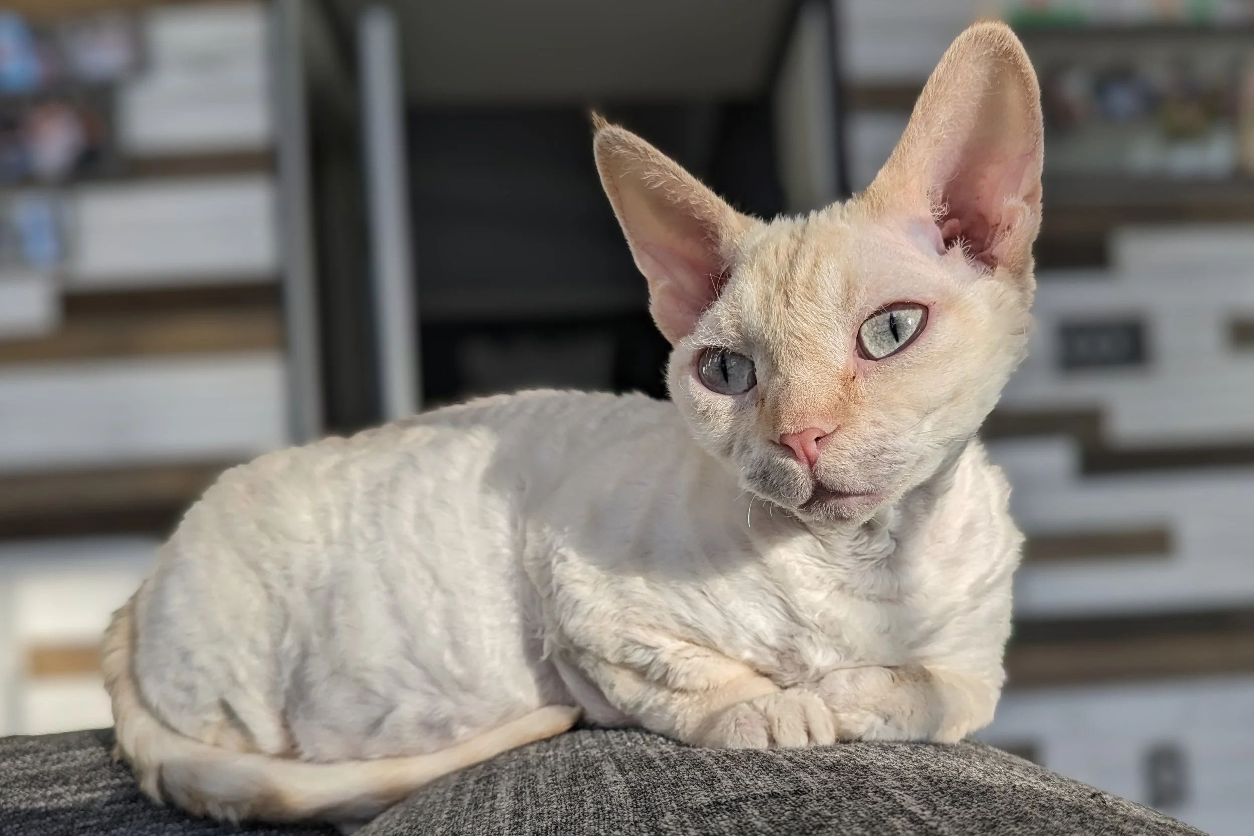 Cream-colored hairless cat with large ears and blue eyes, lying on a gray couch. Sunlight highlights the cat's fur against a blurred interior.