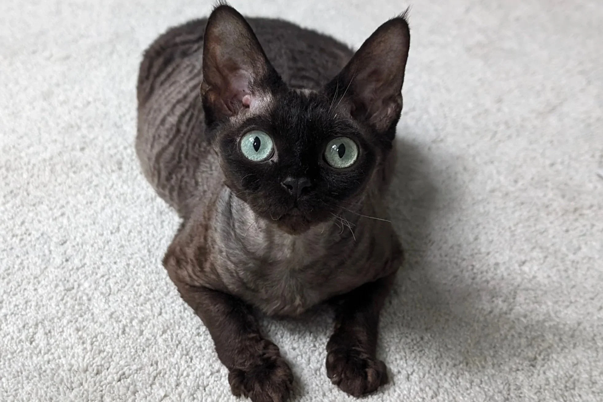 Curly-haired cat with large, green eyes and pointed ears, lying on a light gray carpet. The cat's expression is alert and curious.