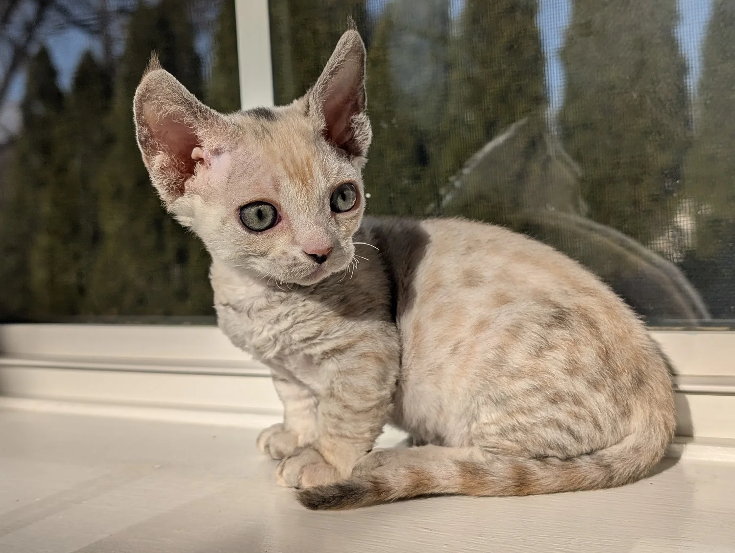 A small, cream-colored kitten with large ears and green eyes sits on a sunny windowsill. Its fur is short and curly, with trees visible outside.