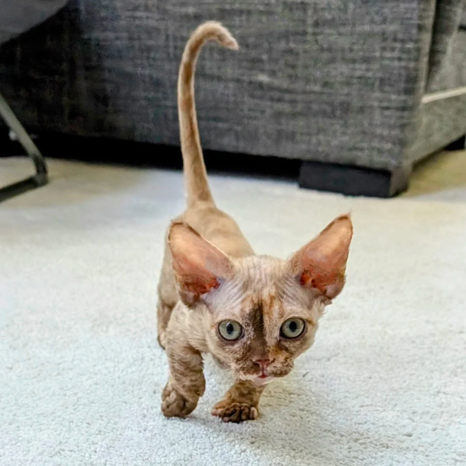 A small, curly-haired kitten with big, curious eyes walks towards the camera on a light carpet. The setting is a cozy living room with a grey sofa.