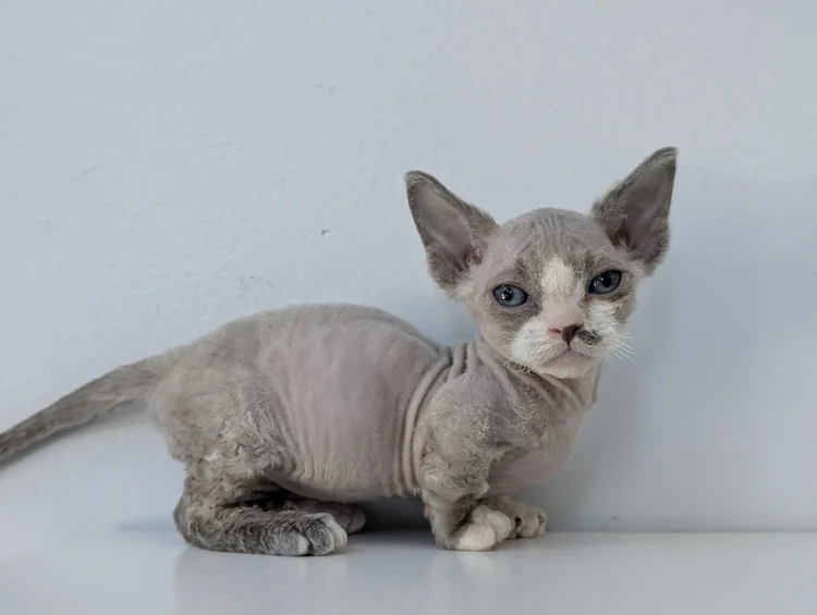 A hairless kitten with large ears and blue eyes sits on a white surface against a light gray background. The kitten appears curious and relaxed.
