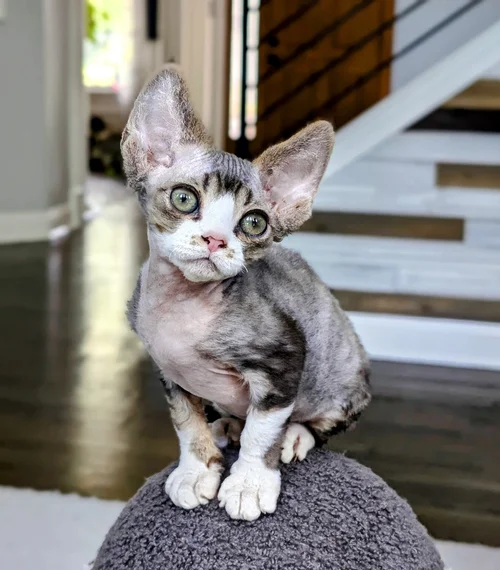 A curious Devon Rex kitten with large ears and big green eyes sits on a gray surface in a modern home with stairs and soft lighting, conveying playfulness.