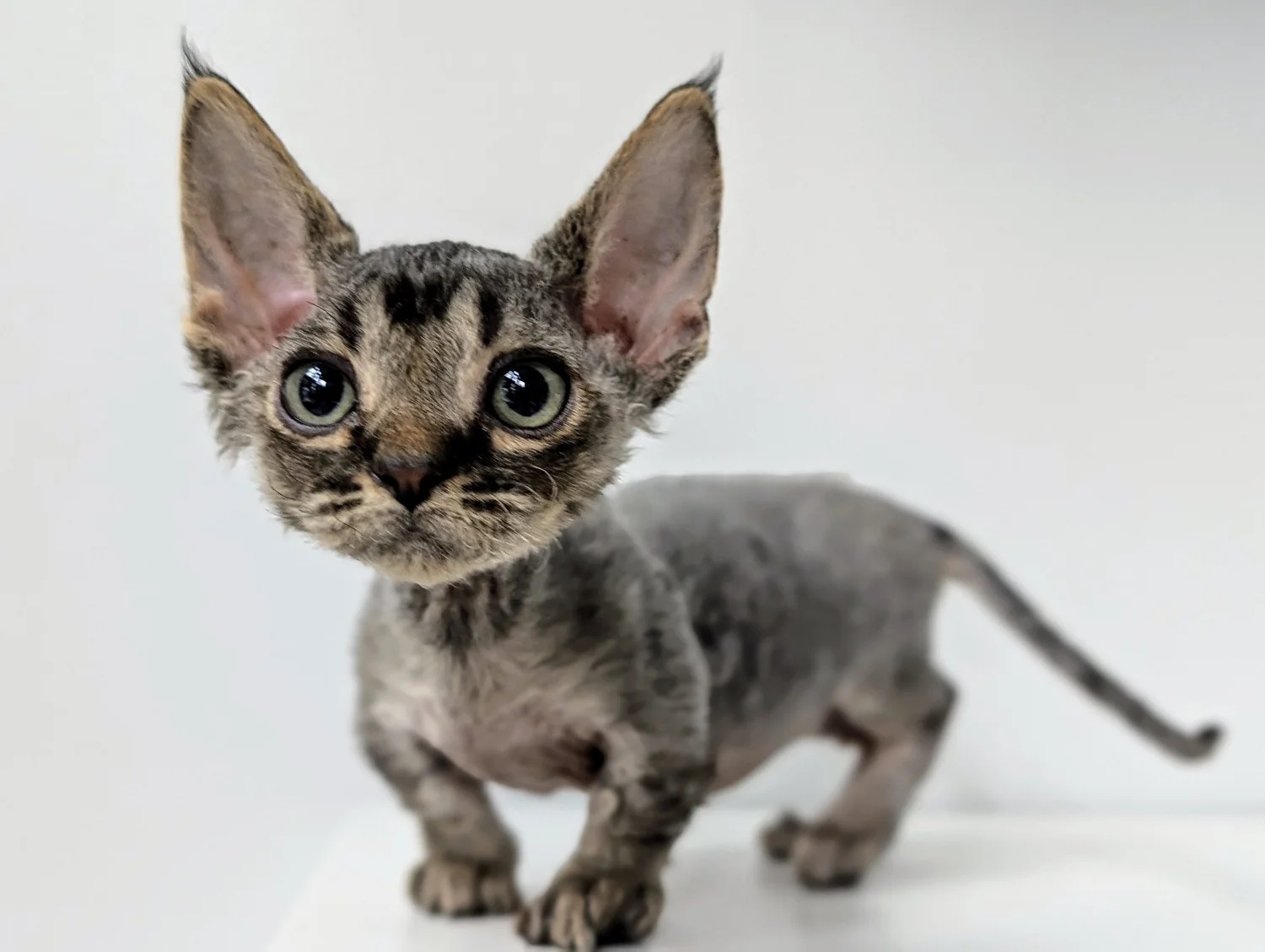 Hairless kitten with large ears and wide eyes stands on a white surface. Its curious expression and small size create a cute and endearing scene.