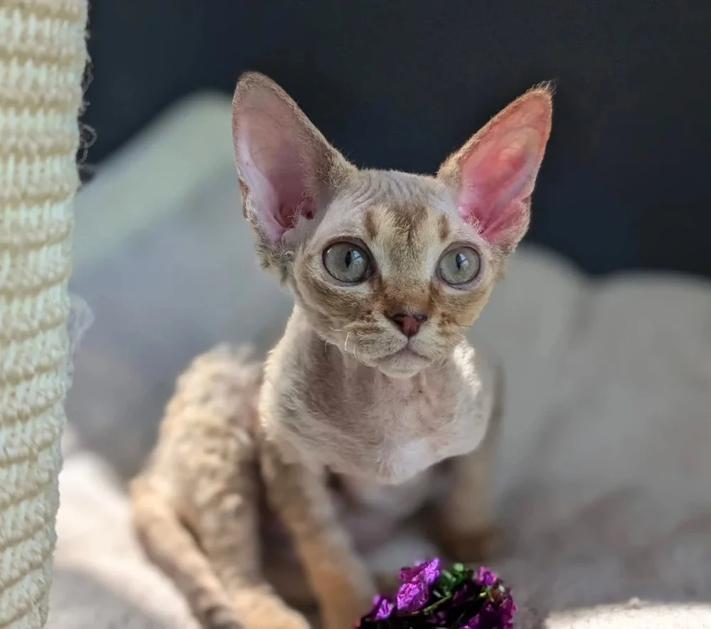 Curly-haired cat with large, expressive eyes sits on a soft blanket, holding a purple toy. The scene is gently lit, conveying a calm atmosphere.