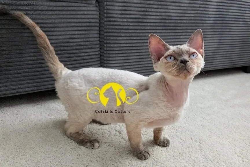 A small, short-haired cat with pale fur and large blue eyes stands on a cream carpet. A grey sofa is in the background. The mood is curious and calm.