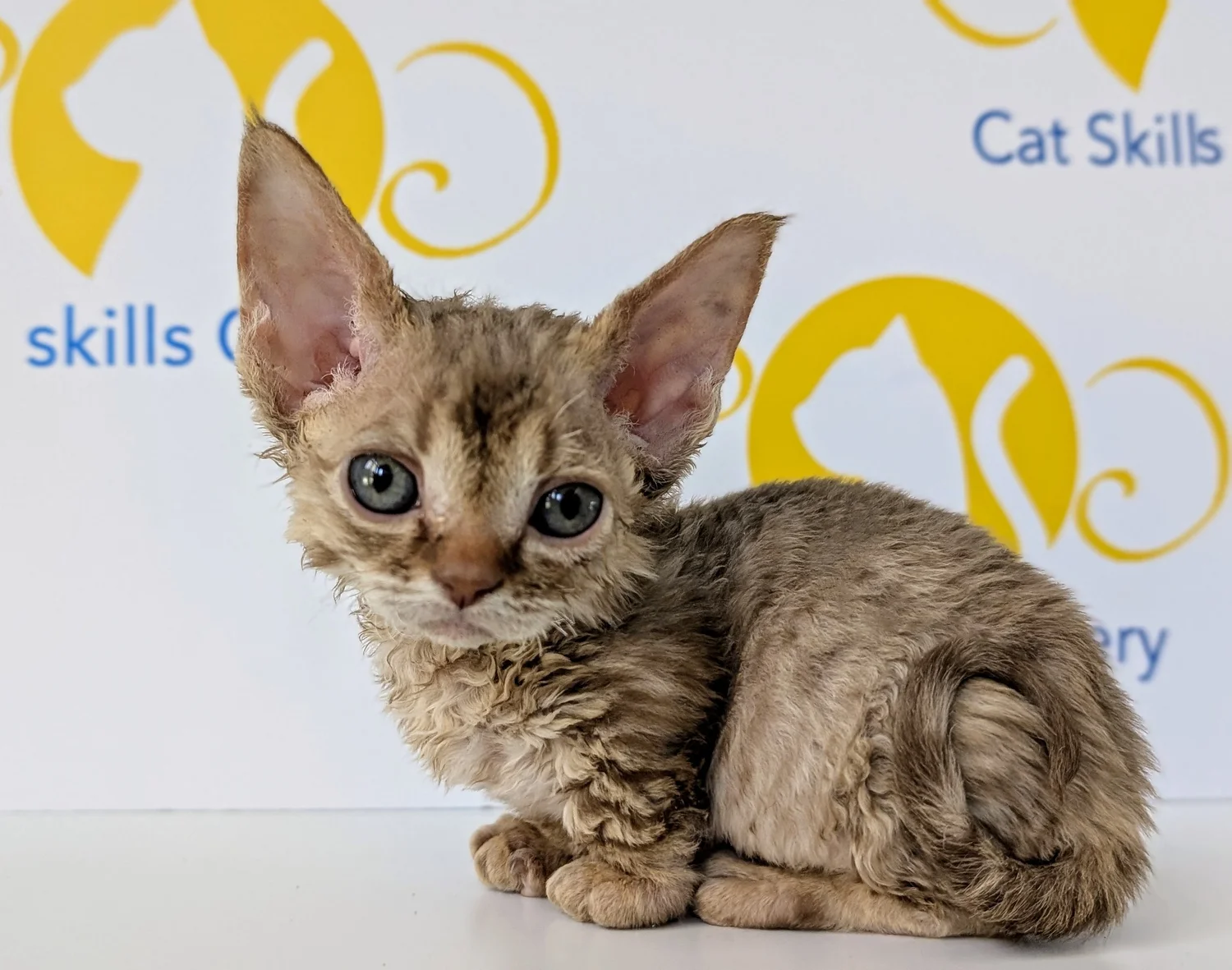 A small, curly-haired kitten with large ears and wide eyes sits against a white background with yellow cat logo. Text reads "Cat Skills."