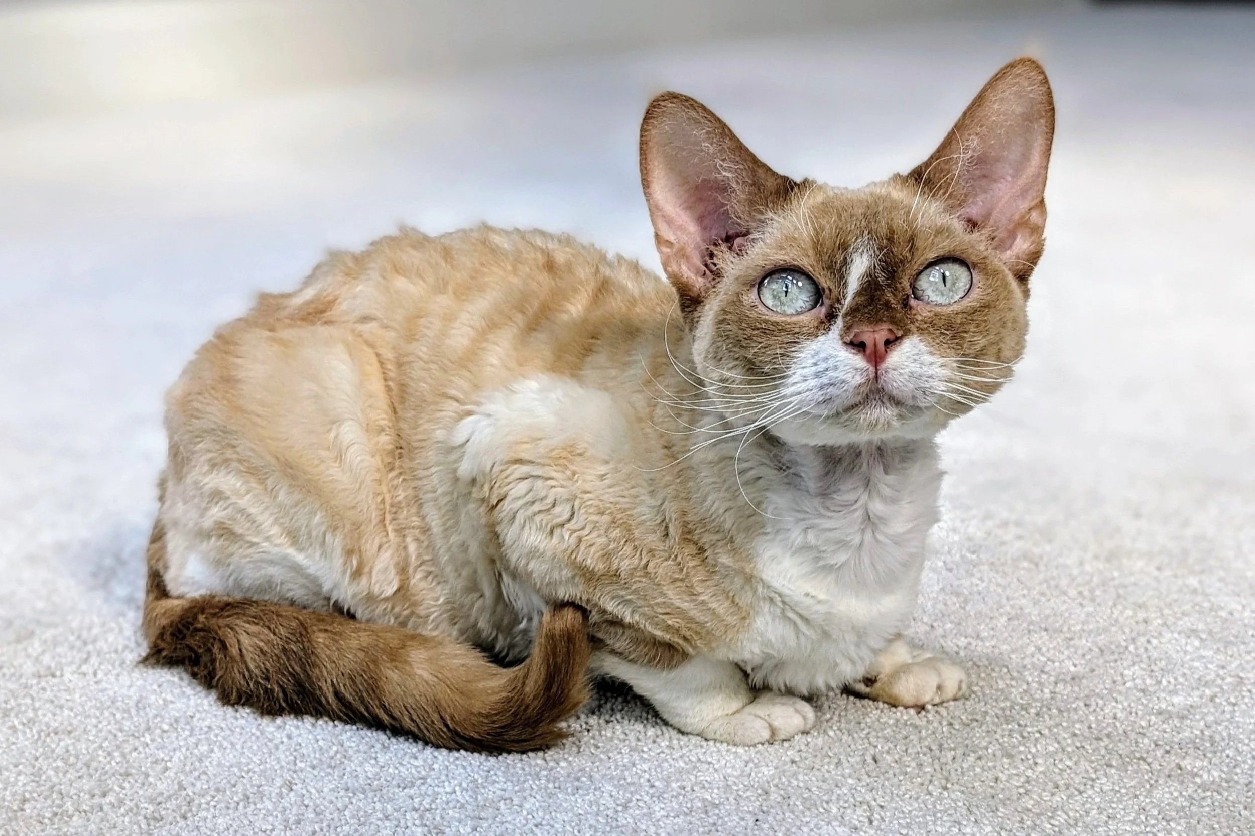 Curly-haired cat with large blue eyes sits on a soft, light-colored carpet. The cat looks up, conveying curiosity and contentment.