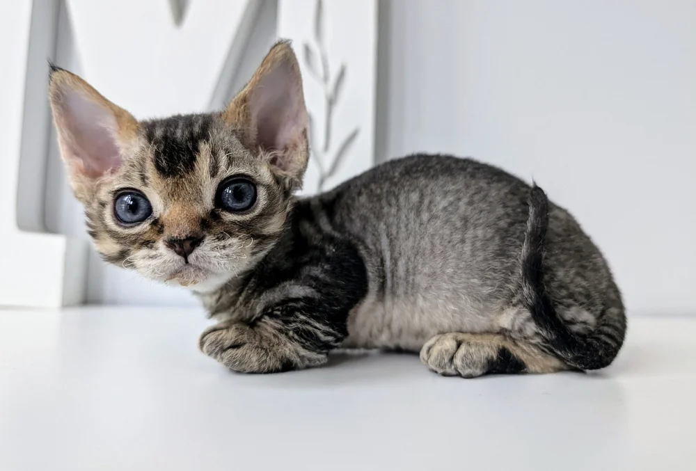 Adorable kitten with large blue eyes and tabby fur crouched on a white surface, gazing curiously at the camera. Background is soft-focused.