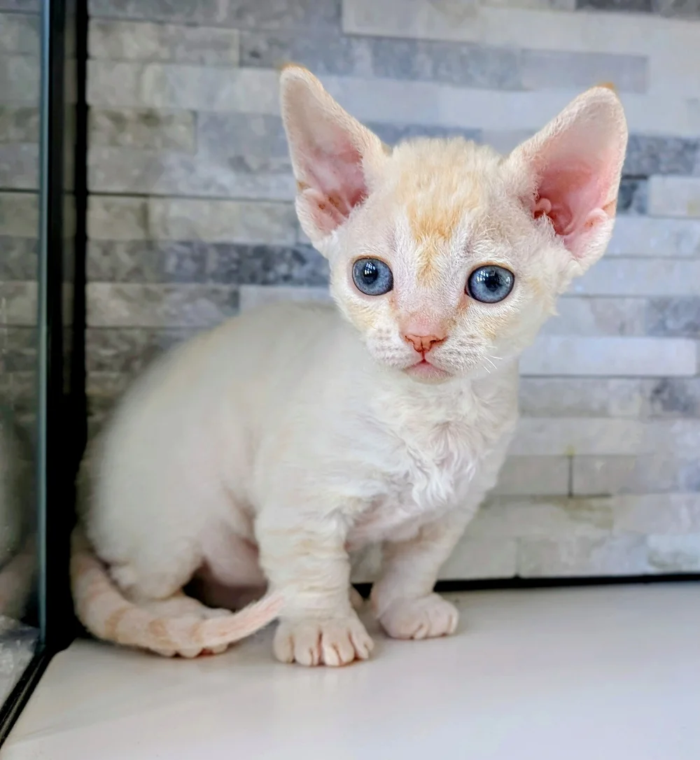 A small, cream-colored kitten with large blue eyes and big ears sits against a textured stone wall. The kitten looks curious and alert.