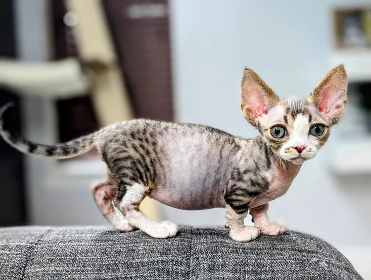 A small, hairless kitten with large ears and big eyes stands alertly on a gray surface. Its expression is curious and playful, in a cozy indoor setting.