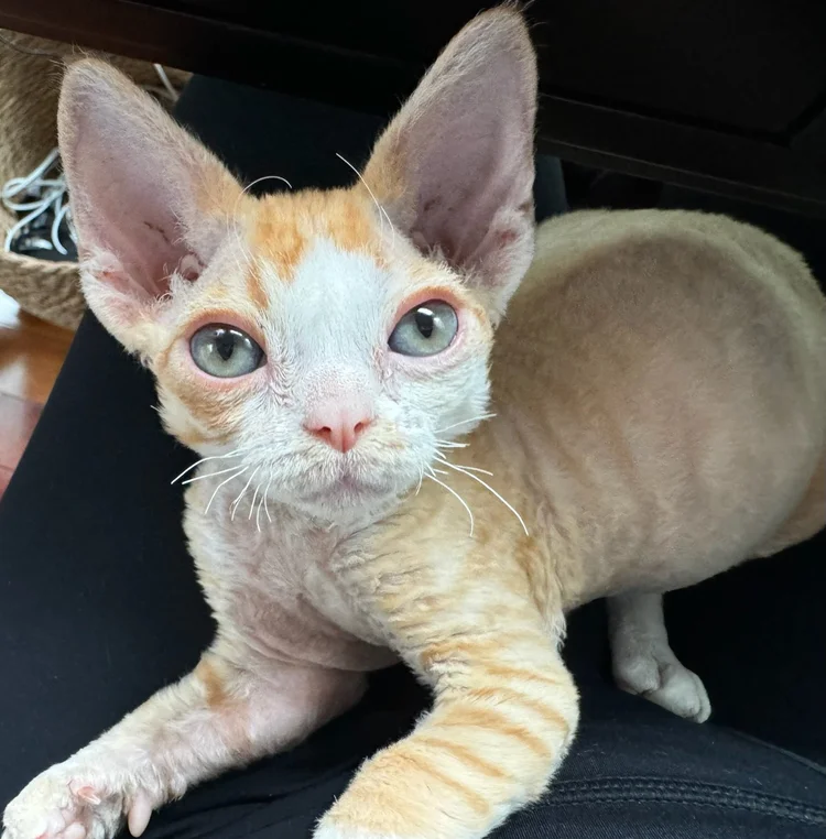 A small, orange and white Devon Rex kitten with large ears and wide eyes is playfully perched on a person's lap, conveying curiosity and warmth.