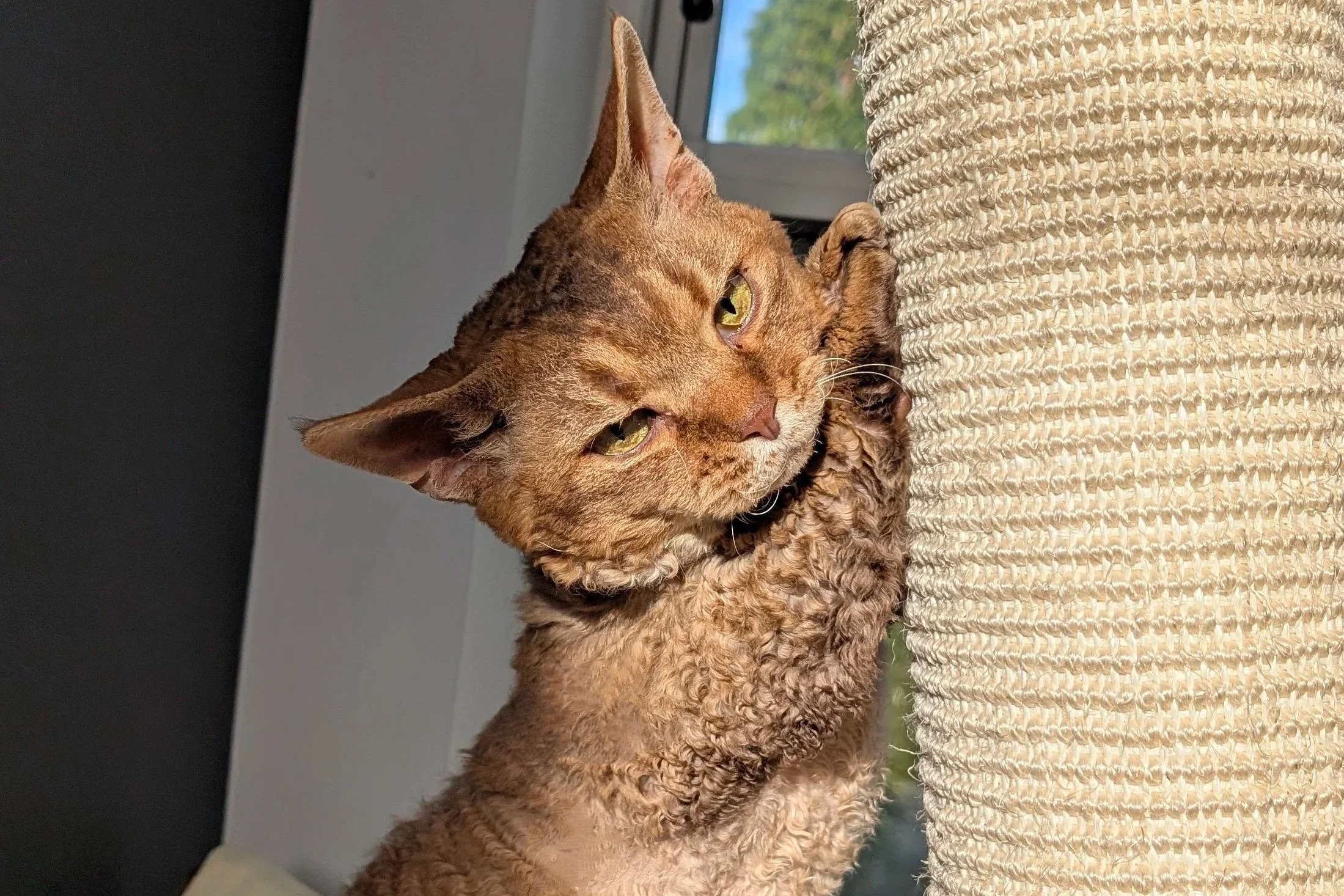 Curly-haired cat stretches on a tall scratching post, bathed in warm sunlight from a nearby window. The cat appears relaxed and content.