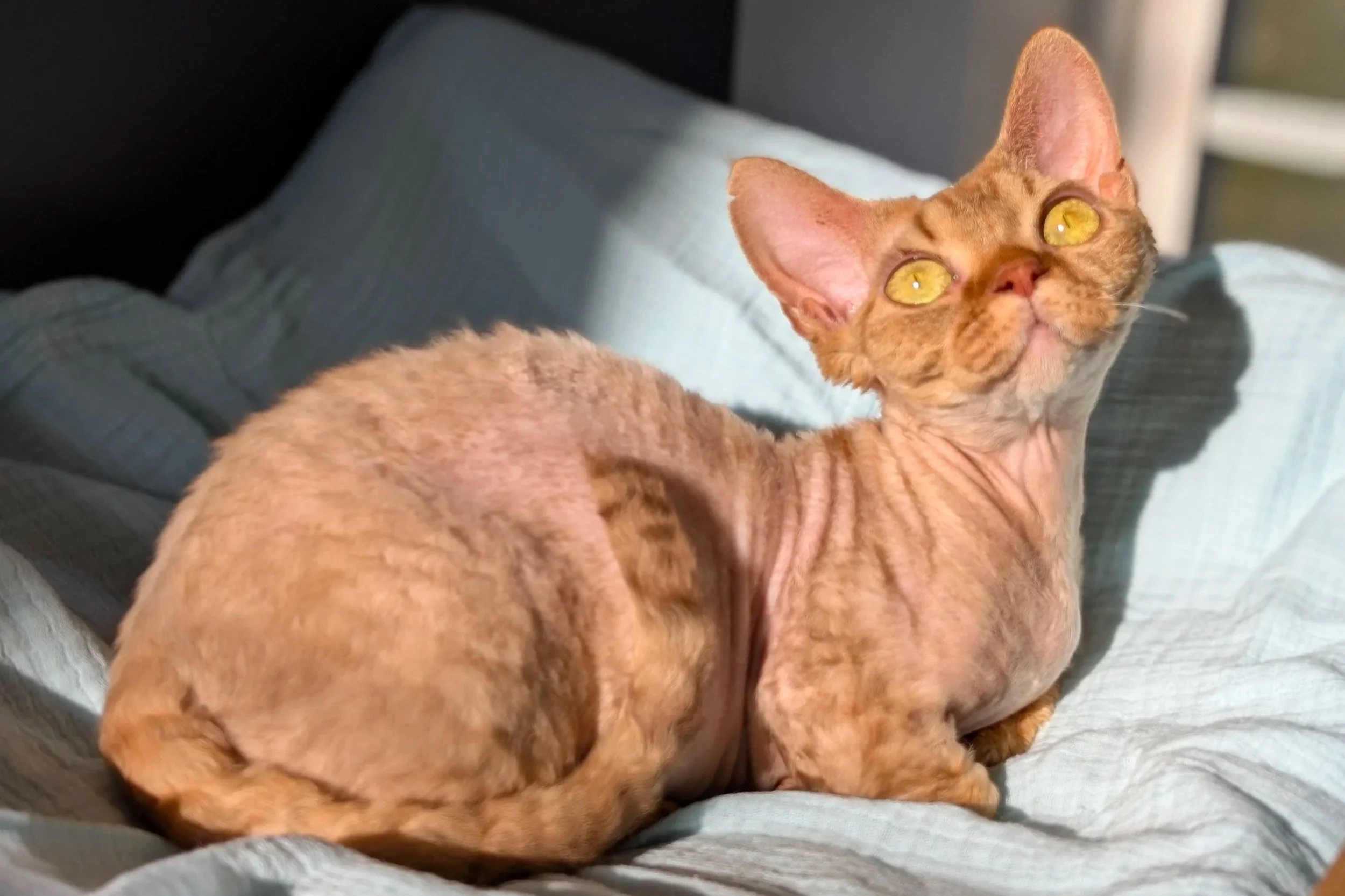Curly-haired Sphynx cat with bright yellow eyes lies on a sunlit bed, looking upwards. The cat's wrinkled skin and alert expression convey curiosity.
