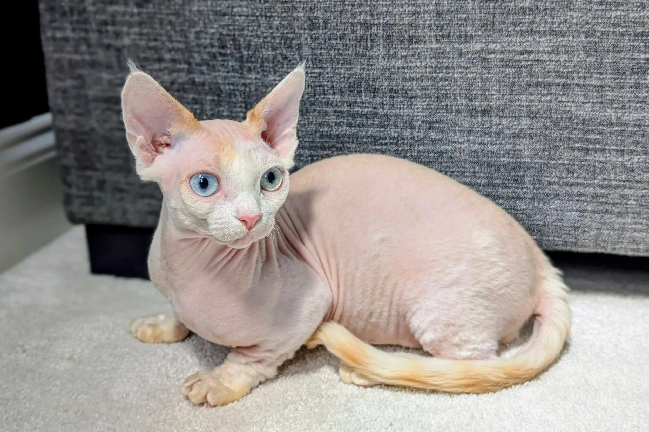 Hairless cat with blue eyes and light pink skin sits on a white carpet. The background is a textured gray fabric, creating a calm, neutral setting.