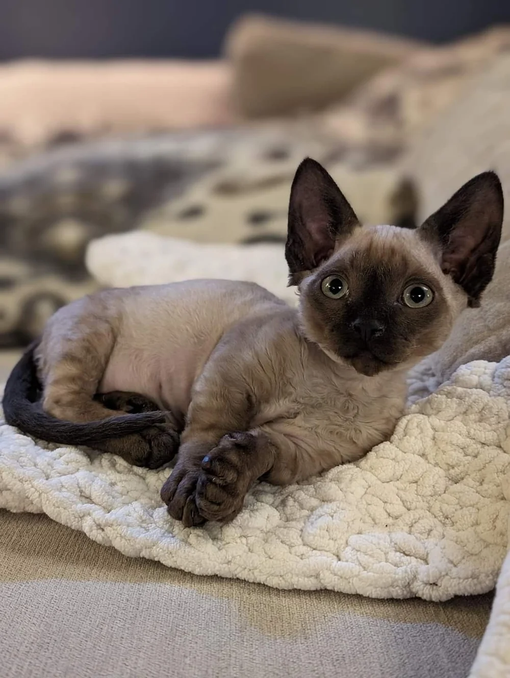 A cute Siamese kitten with large ears and grayish-beige fur lying on a soft, cream-colored blanket.