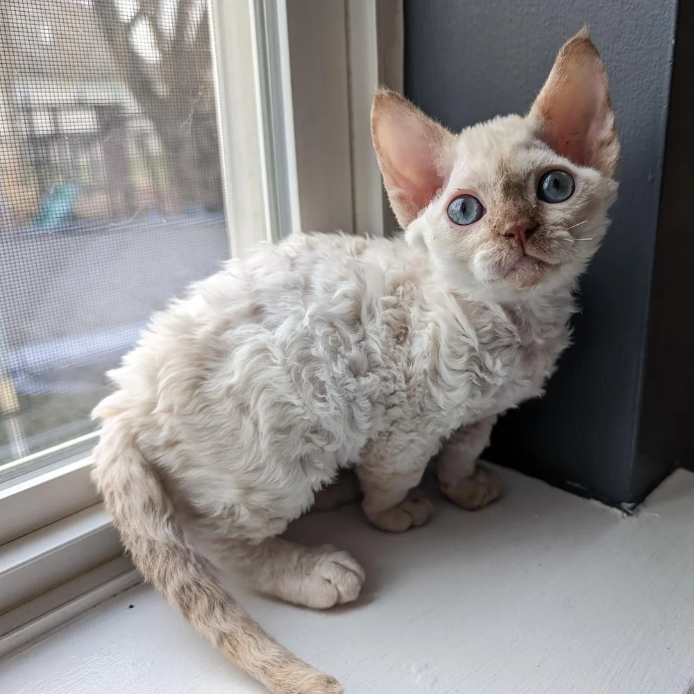 Curly-haired kitten with blue eyes sits on a windowsill, looking curiously at the camera. The soft light and neutral tones evoke a cozy atmosphere.