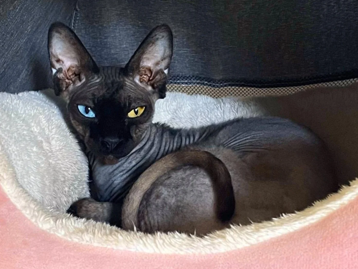 Minskin Cats — Cat Skills Cattery