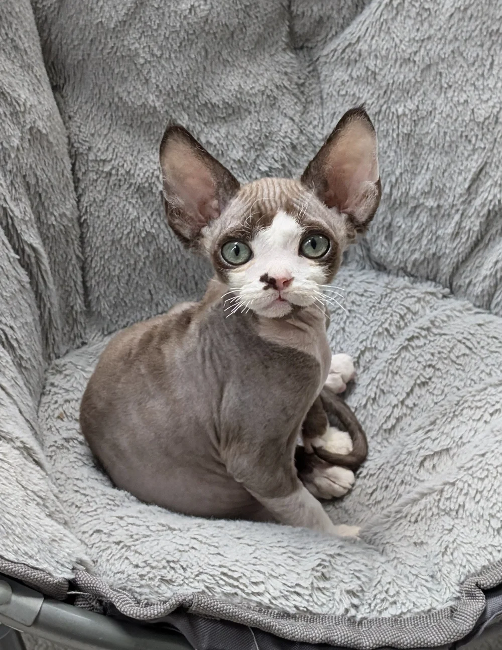 A hairless cat with large green eyes and oversized ears sits curled up on a textured gray blanket, gazing curiously at the camera.