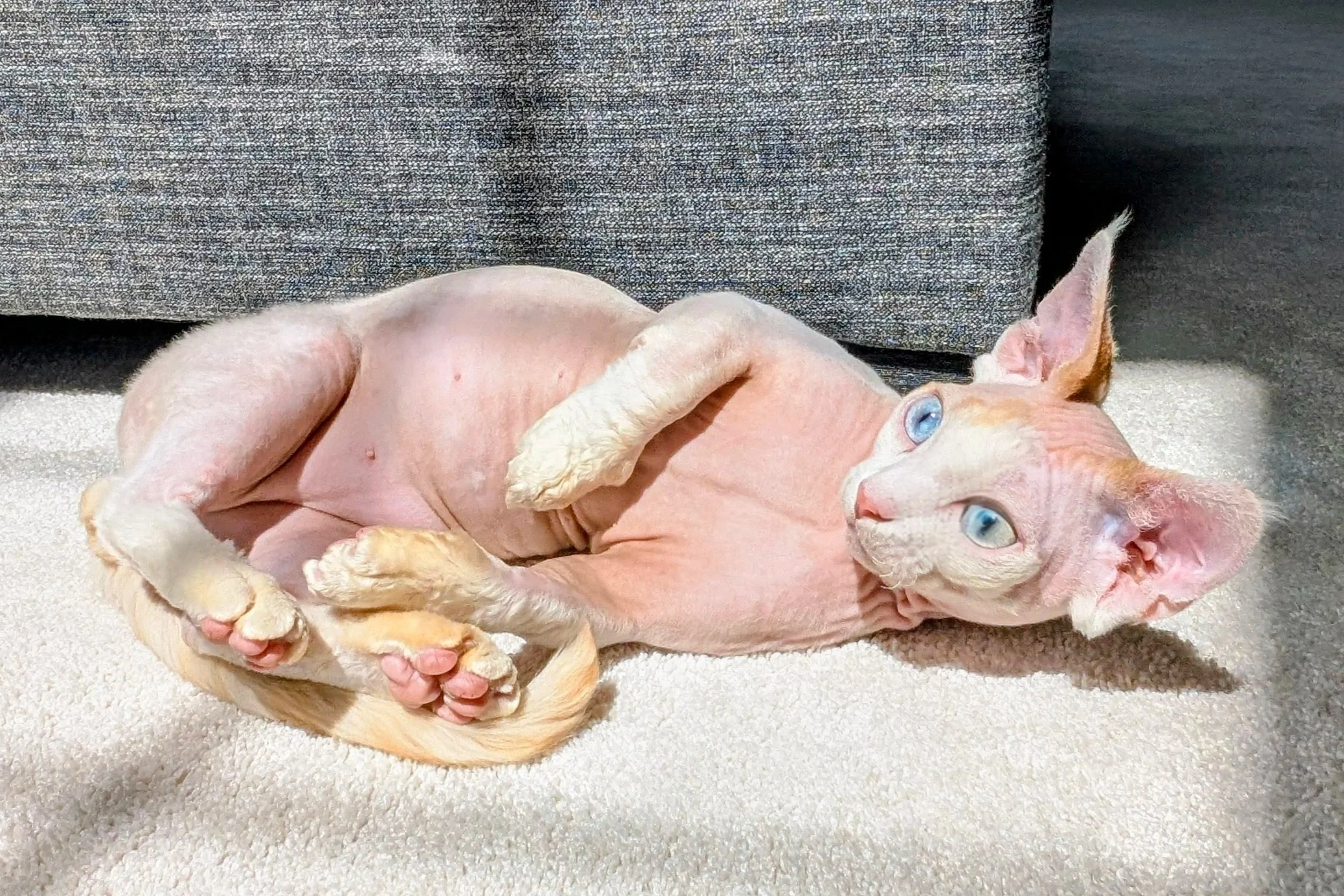 Hairless cat with blue eyes lying on a sunlit carpet by a gray sofa. The cat looks relaxed and curious, with light casting soft shadows.