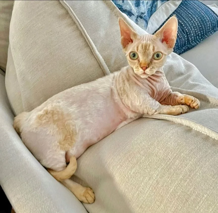 A hairless cat with large ears and big eyes lies comfortably on a light-colored couch. The setting appears calm and cozy, with soft cushions.